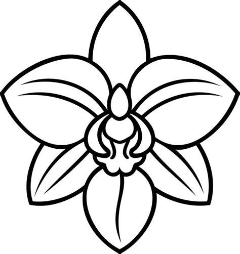 Orchid Drawing Outline