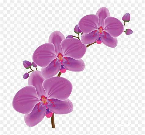 Orchid Drawing Png