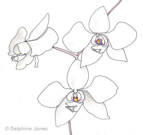 Orchid Drawing Simple