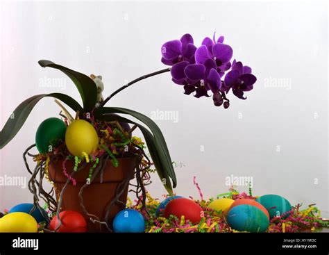 Orchid Easter