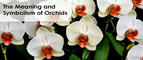 Orchid Etymology