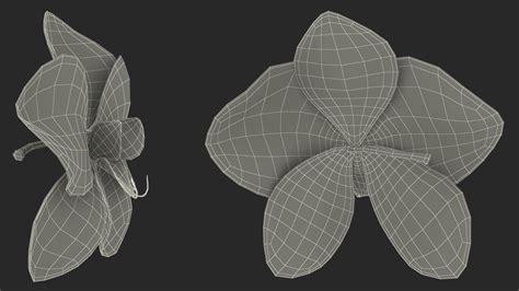 Orchid Flower 3d Model