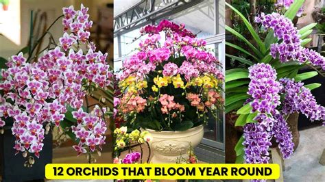 Orchid Flower All Year