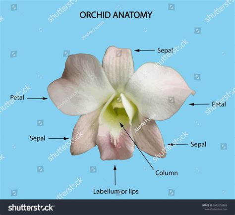 Orchid Flower Anatomy