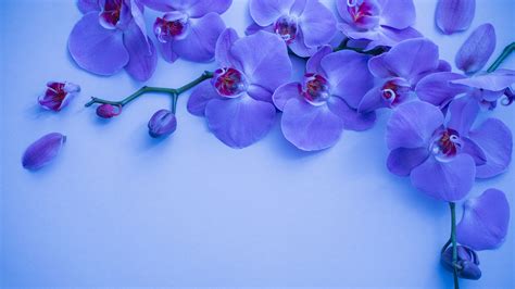 Orchid Flower Background Hd