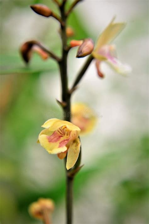 Orchid Flower Closing