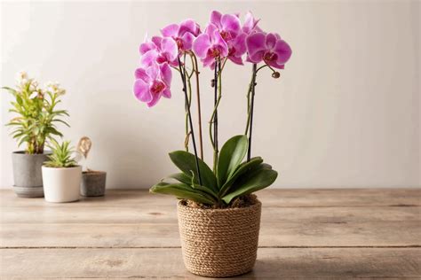 Orchid Flower Cost