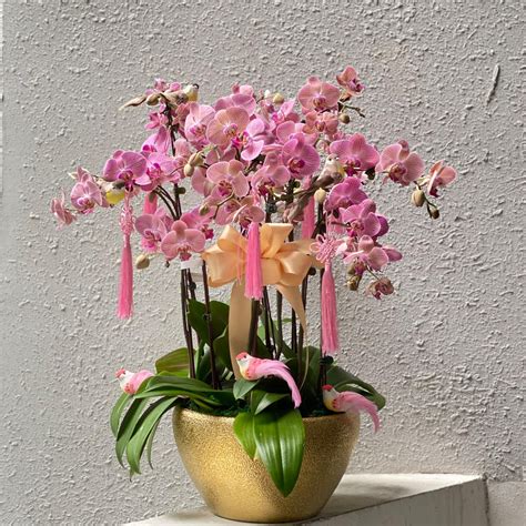 Orchid Flower Delivery