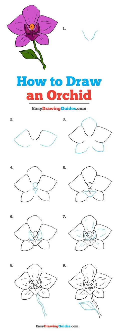 Orchid Flower Drawing Easy
