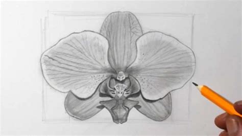 Orchid Flower Drawings
