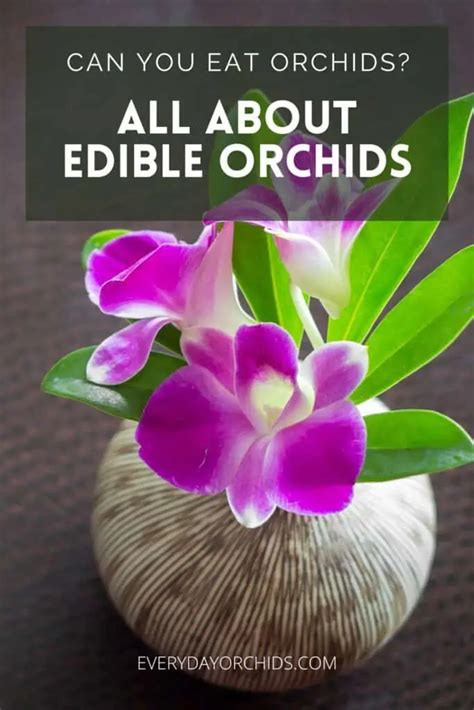 Orchid Flower Edible