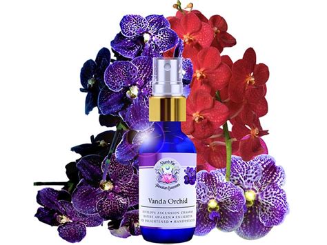 Orchid Flower Essence