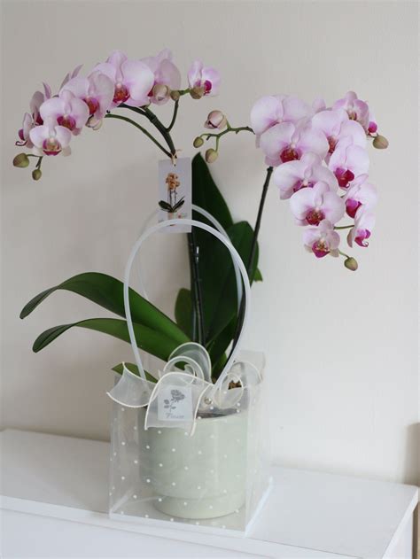 Orchid Flower Gift