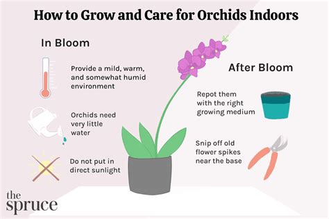 Orchid Flower Grow Back