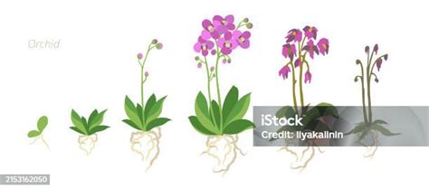Orchid Flower Growth
