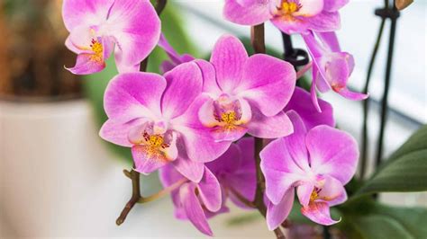Orchid Flower How To Plant