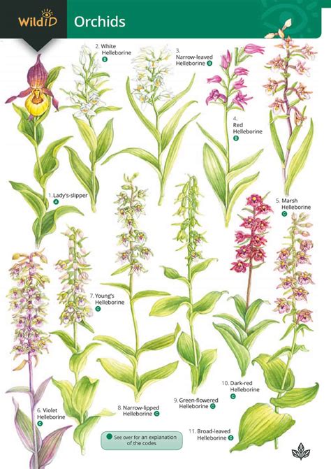 Orchid Flower Identification Guide