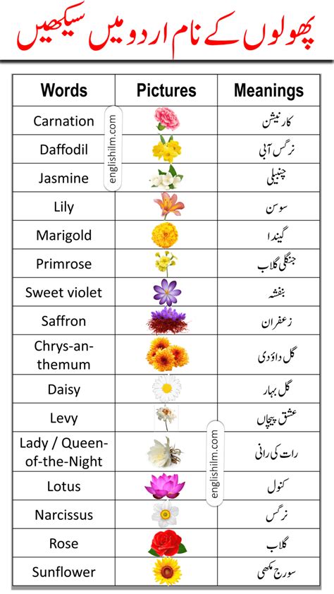 Orchid Flower In Urdu