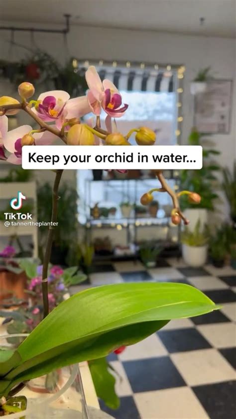Orchid Flower In Water