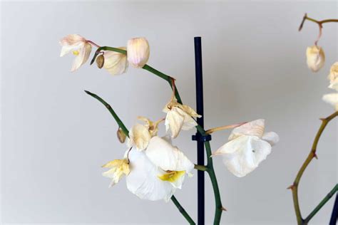 Orchid Flower Is Dying