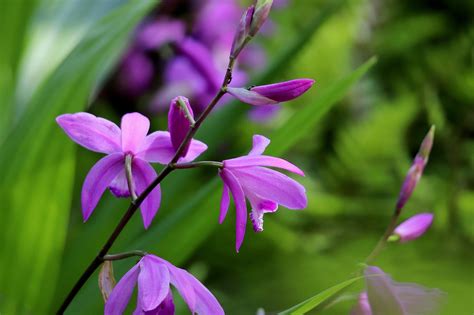 Orchid Flower Japanese