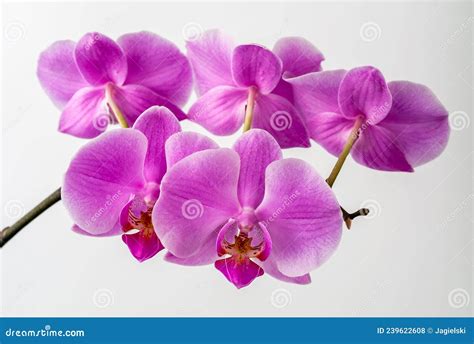 Orchid Flower Light