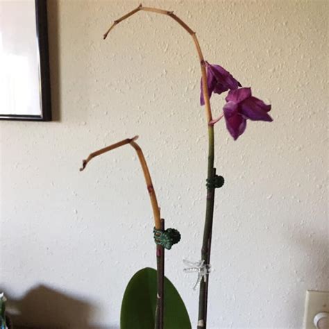 Orchid Flower Losing Color