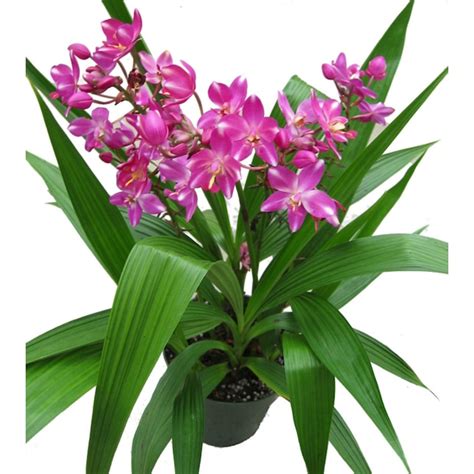 Orchid Flower Lowes