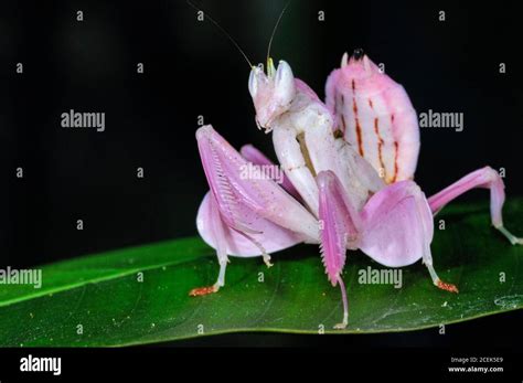 Orchid Flower Mantis