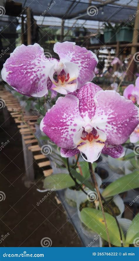 Orchid Flower Month