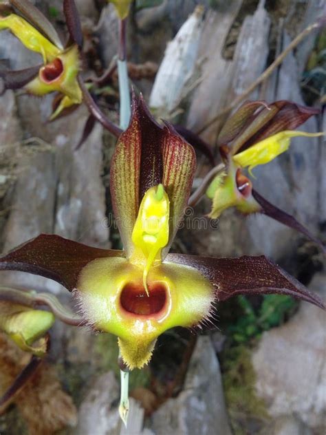 Orchid Flower Native