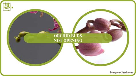 Orchid Flower Not Opening