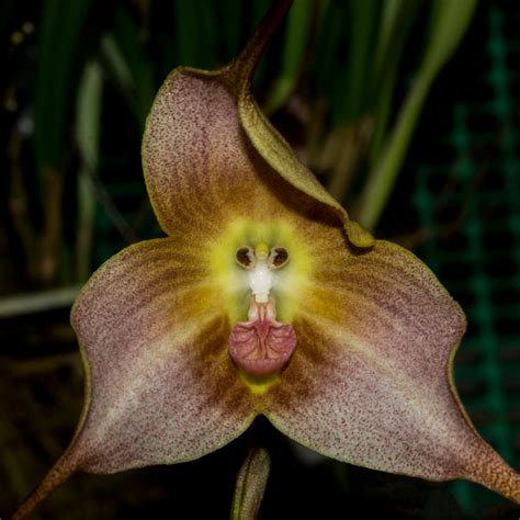 Orchid Flower Of Death