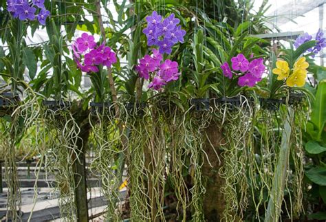 Orchid Flower Or Root