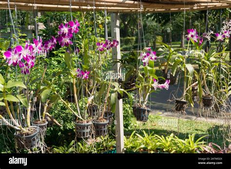 Orchid Flower Outside