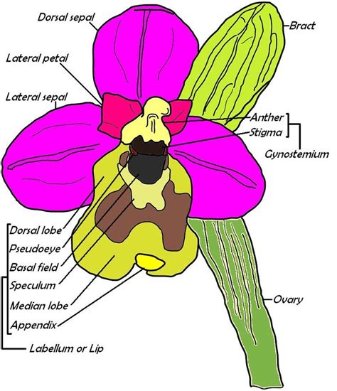 Orchid Flower Parts Labeled