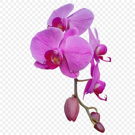Orchid Flower Png