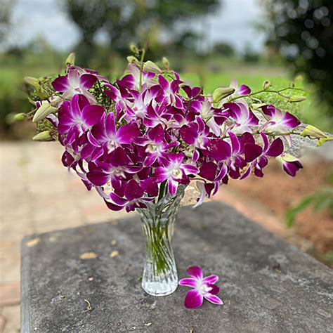 Orchid Flower Price