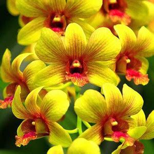 Orchid Flower Price In India