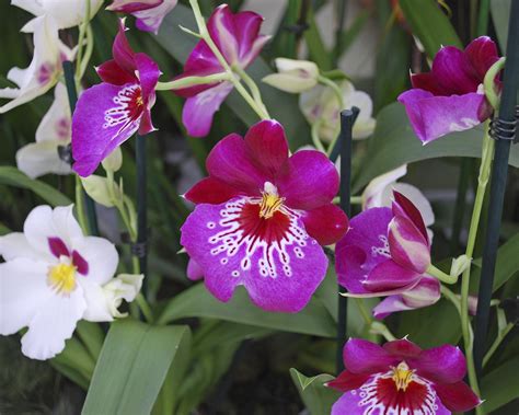 Orchid Flower Rate