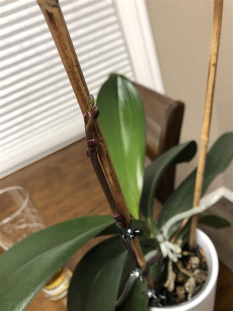 Orchid Flower Regrowth