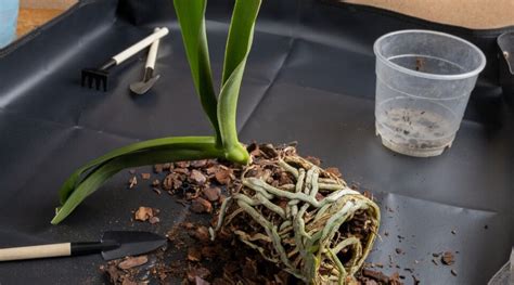 Orchid Flower Repotting