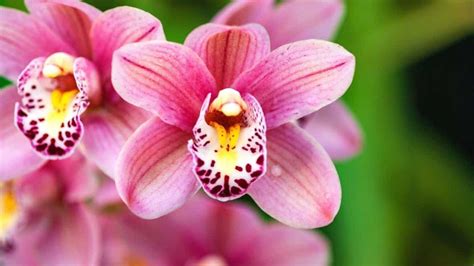 Orchid Flower Represents
