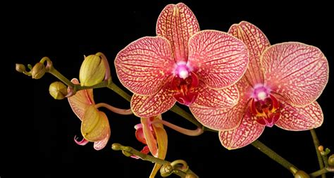 Orchid Flower Scientific Name