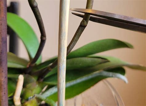 Orchid Flower Spike