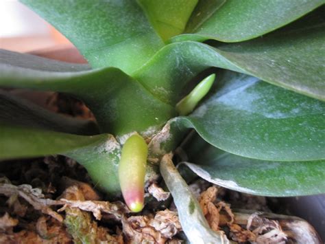 Orchid Flower Stem Growth