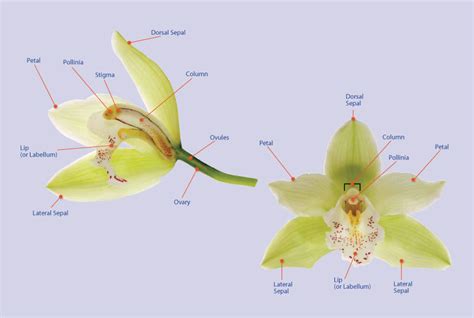 Orchid Flower Structure
