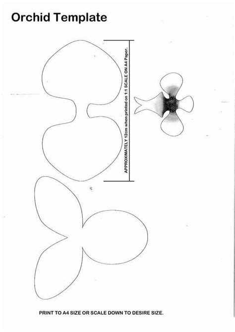 Orchid Flower Template