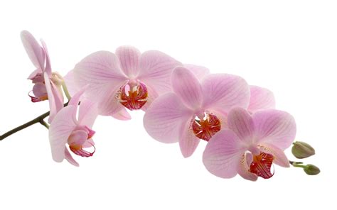 Orchid Flower Transparent Background