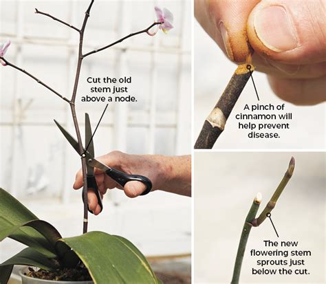 Orchid Flower Trimming